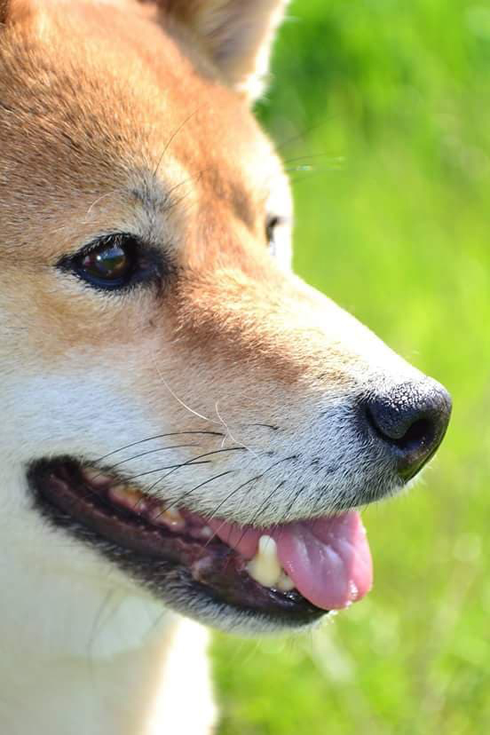 dieren en warm weer, dieren en warmte , tips voor dieren bij warm weer,  Yuki- Shiba Inu, hond
