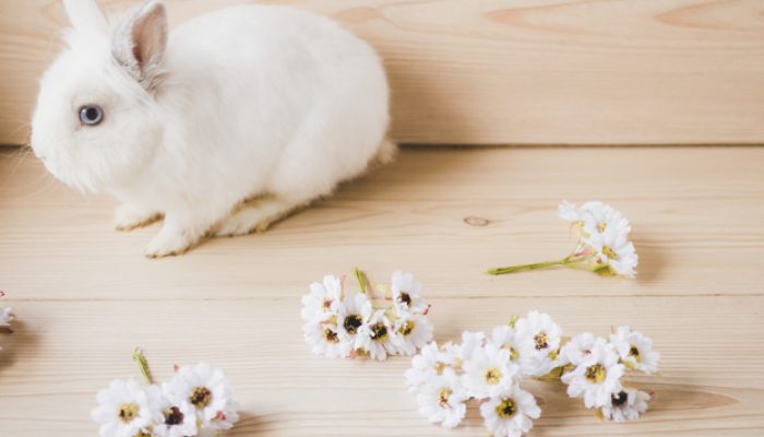 bloeit-dichtbij-wit-konijn, konijn als huisdier